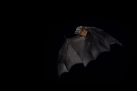 Kalon australsky - Pteropus poliocephalus - Gray-headed Flying Fox 0512